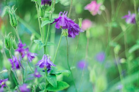 Violet columbine aquilegia blossom on green blurred background. spring or summer landscape with flowering flowers on meadow. wild flowersの写真素材