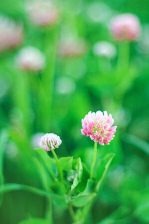 white clover flowers in spring. flowering flowers on meadow.の写真素材