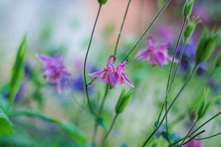 Violet columbine aquilegia blossom on green blurred background. spring or summer landscape with flowering flowers on meadow. wild flowersの写真素材