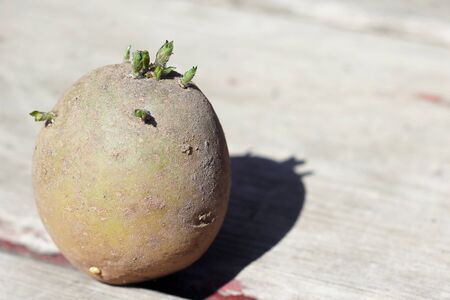 sprouted potatoes with sprouts. Sprouts appeared on a potato tuber. prepared potatoes for planting in the groundの写真素材