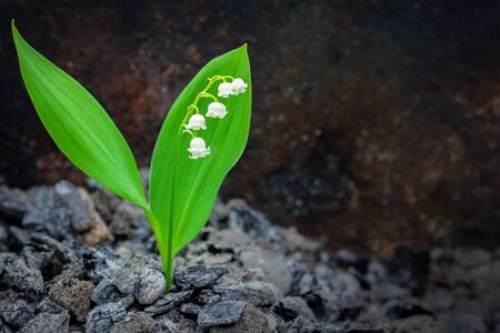one flower of the white Lily of the valley makes its way through the burnt earth. the concept of...