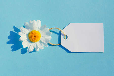 White Daisy on a blue background with a tag. Concept of summer sales, summer purchases