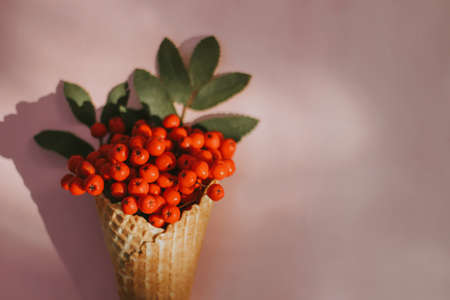 red Rowan berries on table. ripe berries mountain ash on table, autumnal compositionの写真素材