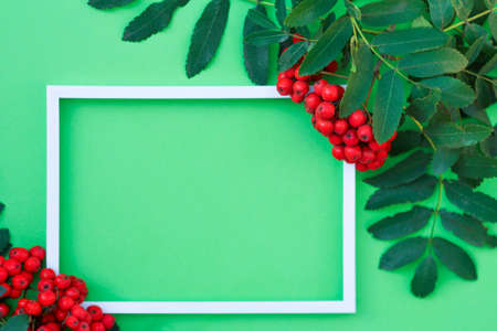 branches of red ripe mountain ash with white paint on a green background .autumn mood. text space, top view, Flatleyの写真素材