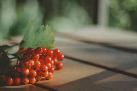 a bunch of ripe viburnum on the table. autumn harvest, autumn mood.