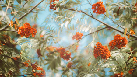 Red bright ripe Rowan berries on nature autumn background. fall season concept. copy space. Fall season backdrop.bannerの写真素材