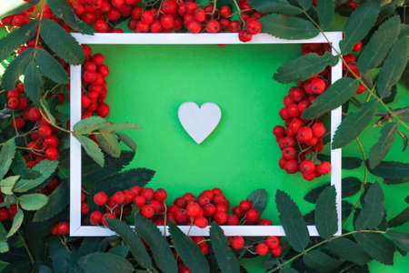 branches of red ripe mountain ash with white paint on a green background. autumn romantic mood. text space, top view, Flatleyの写真素材