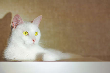 a white cat with yellow eyes is lying on the wardrobe. pet recreation.の写真素材