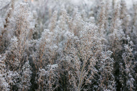 the grass in the field is covered with frost. the first frost in the fall. autumn natural background, selective focusの写真素材