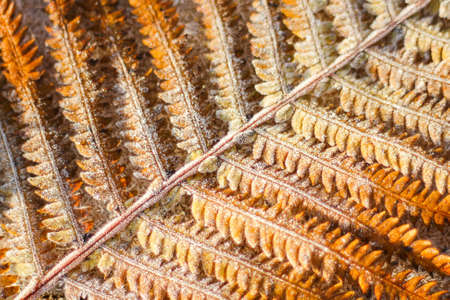 a fern leaf in the forest is covered with frost. the first frost in the fall. autumn background,...