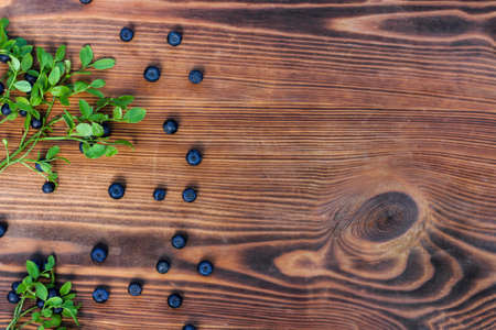 Freshly picked blueberries and wild blueberry bush on old wooden background. Healthy eating,vegan foodの写真素材