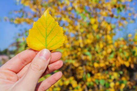 autumn yellow birch leaf in hand, the beginning of autumn. Autumn background of natureの写真素材