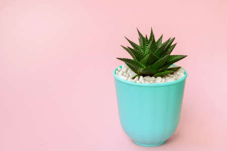 Haworthia on pastel pink background. succulent plant in blue pot. Minimal still life concept, copy spaceの写真素材