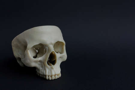 skull on a black background. the concept of Halloween.