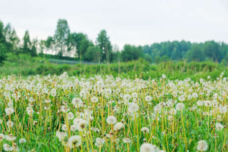 Spring background with light transparent flowers dandelions