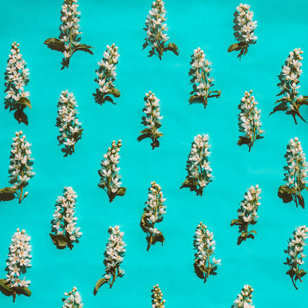 blooming cherry blossoms on a blue background with hard shadows from the sun. spring pattern, spring backgroundの写真素材