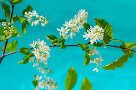 a branch of a flowering bird cherry on a blue background. spring time, nature awakening, spring backgroundの写真素材