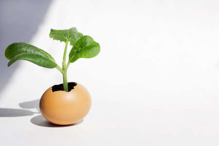 holds pumpkin seedlings sprouted in an eggshell, seedlings in an egg. The concept of organic farming, leisure with a child, early development and waste-free production.の写真素材