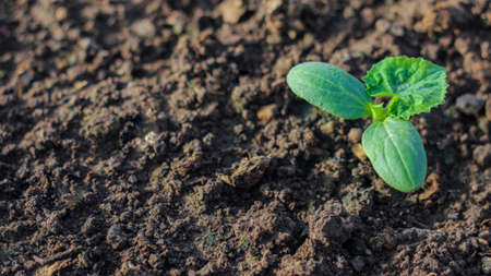 young plantings of cucumbers. vegetables are grown in a greenhouse on the farm. growing organic foodの写真素材