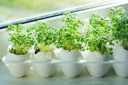 planting seedlings in eggshells and growing useful micro-greenery at home. The concept of organic...