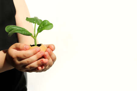 a child's hand holds pumpkin seedlings sprouted in an eggshell, seedlings in an egg. The concept of organic farming, leisure with a child, early development and waste-free production.の写真素材