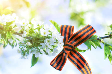 St. George ribbon on a branch of a flowering tree, May 9, Russian holiday Victory Day. Patriotic...