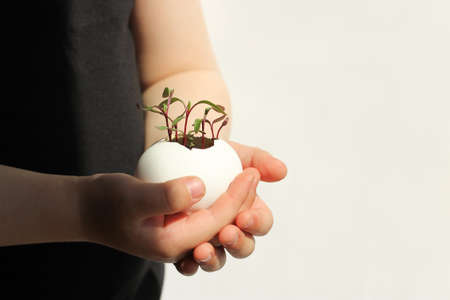young fresh greens in a egg shell. seed sprouting. concept of awakening nature and waste-free farming.の写真素材