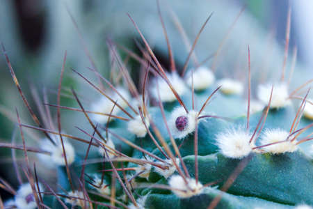 cactus with thorns and buds. cactus before floweringの写真素材