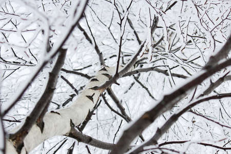 birch branches in the fluffy snow. close-up, bottom view, winter landscape.の写真素材