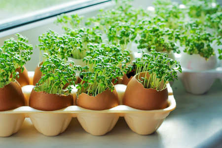 planting seedlings in eggshells and growing useful micro-greenery at homeの写真素材