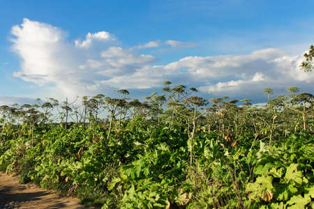Thickets of Sosnovsky hogweed in the field. The plant contains the intense toxic allergen furanocoumarinの写真素材