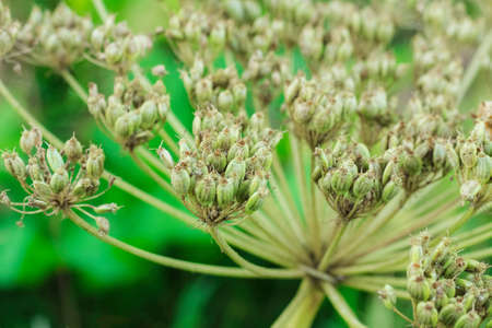 Seed of Giant Hogweed. Dangerous plant flowering with seedsの写真素材