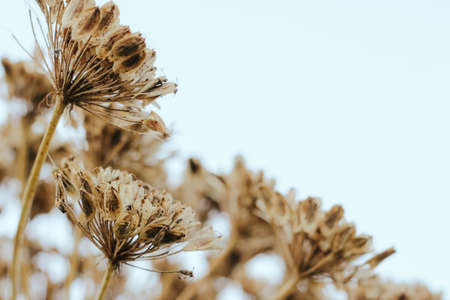Seed of Giant Hogweed. Dangerous plant flowering with seedsの写真素材
