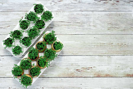 cress seedling in an egg. planting seedlings in eggshells and growing useful micro-greenery at homeの写真素材