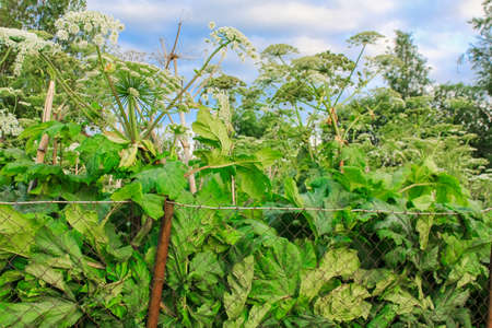 giant hogweed behind a fence on a private property. The owner of the site is not engaged in the...