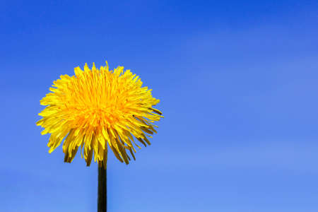 Close-up of yellow spring flower dandelion. Spring backgroundの写真素材