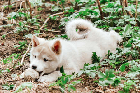 a small West Siberian husky puppy plays with a ball on the ground. cute pet dogの写真素材