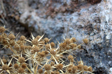 a prickly plant that grows in hot countriesの写真素材
