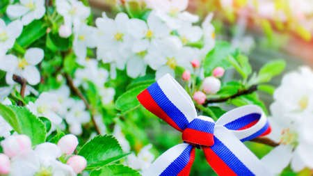 The concept of the Day of Russia. a bow made of a ribbon painted in the colors of the Russian flag on a branch of a flowering tree on a sunny warm day.の写真素材