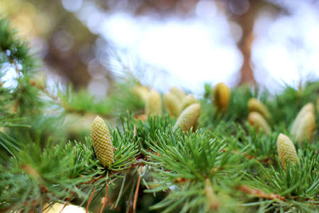 young cones of a coniferous tree growing on the Black Sea coast