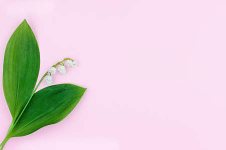 one white lily of the valley flower on a pink backgroundの写真素材