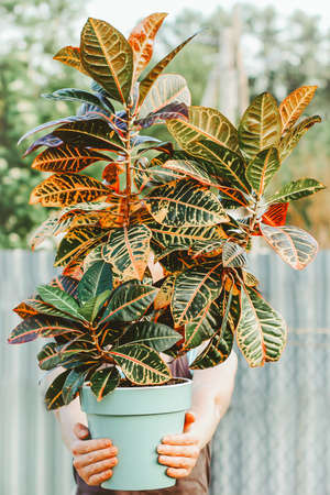 a woman holds a potted Croton flower. the concept of beautiful indoor plants as a gift, hobby, lifestyle.の写真素材