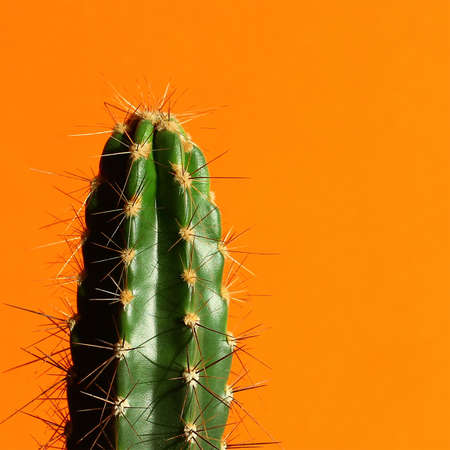 green cactus on an orange background. minimalism and bright color combinations. indoor plants for the interior.の写真素材