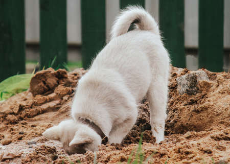 a small puppy of the West Siberian husky digs a hole in the sand and hides its head there. cute pet playing in the street.の写真素材