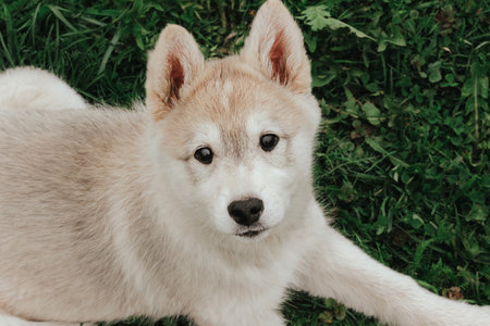 a small puppy of a hunting West Siberian husky is lying on the grass. cute pet dogの写真素材