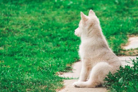 a small puppy of a hunting West Siberian husky is sitting on the path. cute pet dog.の写真素材