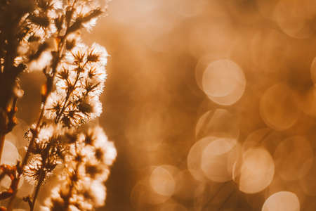 field plant in the sunset rays, autumn background with glowing bokehの写真素材