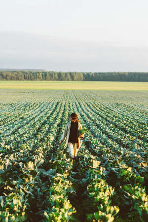 Woman picking cabbage vegetable at field. Female farmer working at organic farm. Harvesting at autumn seasonの写真素材