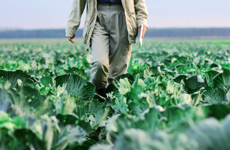 A farmer walks through a cabbage field. Gardening on an organic vegetable farmの写真素材