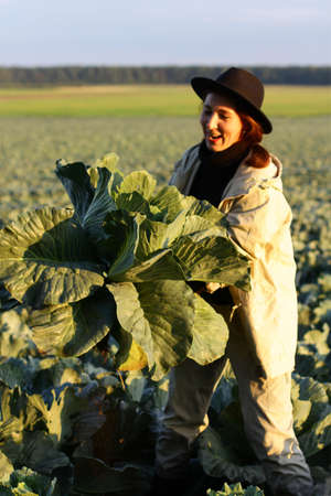Woman picking cabbage vegetable at field. Female farmer working at organic farm. Harvesting at autumn seasonの写真素材